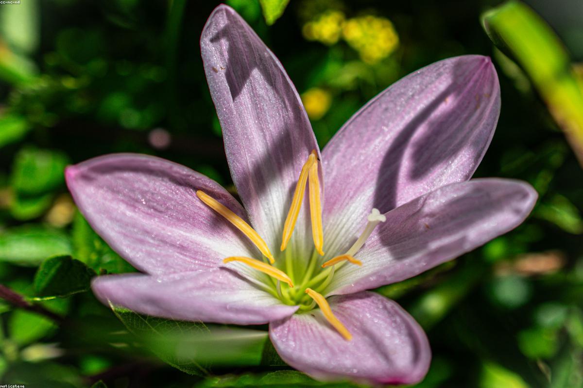 Plantes vertes d'intérieur en pot, monstera et feuillages sur une étagère